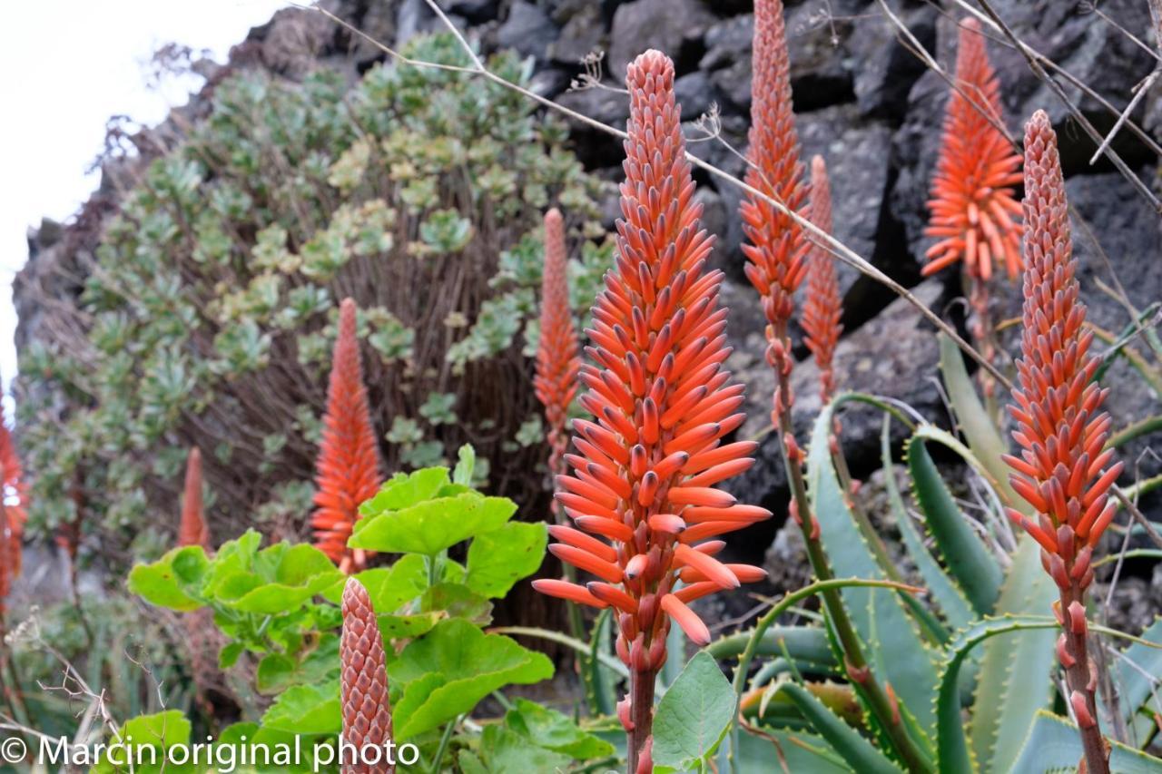 Tenerife Lizards - Duplex In The First Line Callao Salvaje Buitenkant foto
