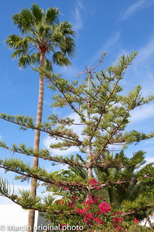 Tenerife Lizards - Duplex In The First Line Callao Salvaje Buitenkant foto